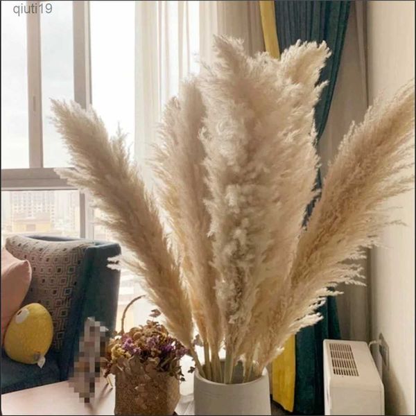 Fleurs séchées 80cm Herbe de pampa naturelle Grande taille Bouquet de fleurs séchées Décor à la maison Grandes tiges moelleuses Salon Décor Toile de fond de mariage R230720