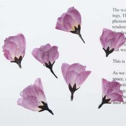 Fleurs séchées 9-12 pièces fleur de bégonia pressée naturelle avec fleur de cerisier éternelle pour les invitations de mariage bricolage cartes-cadeaux de signet photo