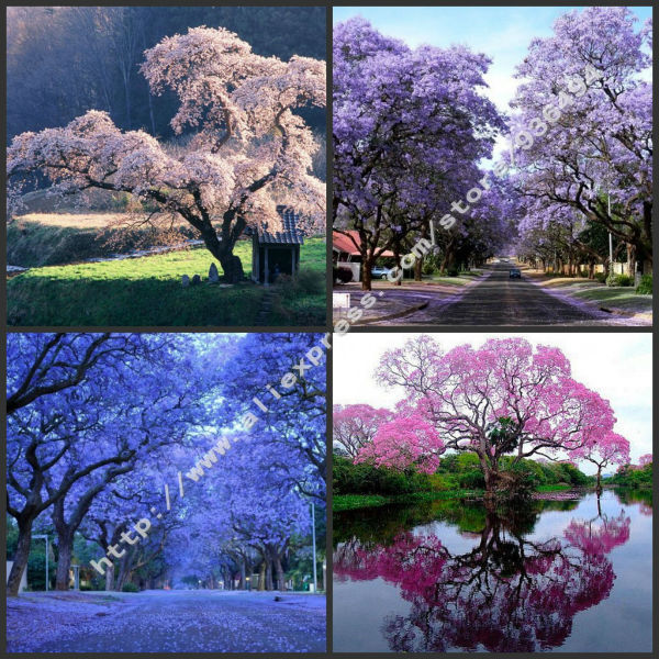 BEAUTIFUL PAULOWNIA TREE Paulownia Elongata FREE S/&H 100 SEEDS