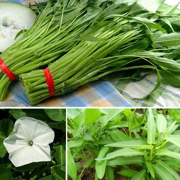 

New Arrival 250pcs Water Spinach Bamboo Large Leaf Organic Swamp Green Vegetable Seeds
