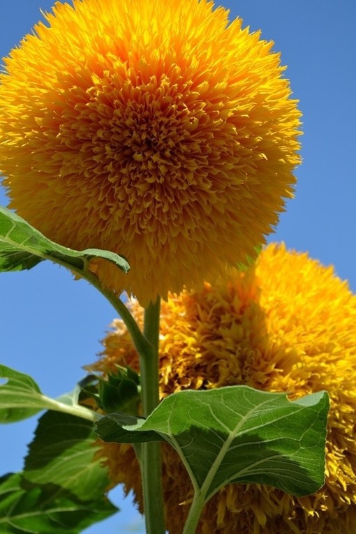 

Teddy Bear Sunflowers seeds Sunflower seeds Balcony Potted Plants Garden Bonsai Flower seeds Easy to plant10pcs/lot RS61