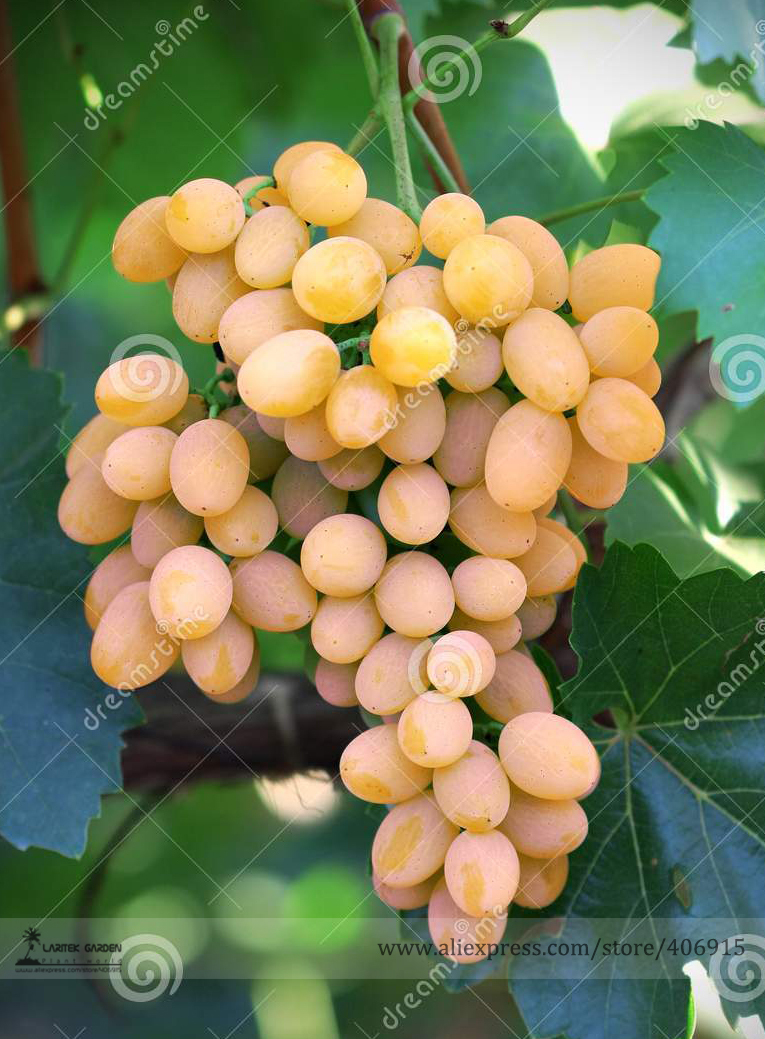

Rare Yellow Red Cluster of Grape Organic Seeds, Professional Pack, 15 Seeds / Pack, Hardy Tasty Delicious Garden Fruit E3087
