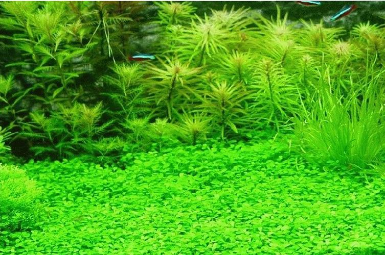 

Hot selling 300pcs aquarium grass seeds (mix) water aquatic plant seeds (15 kinds) family easy plant seeds