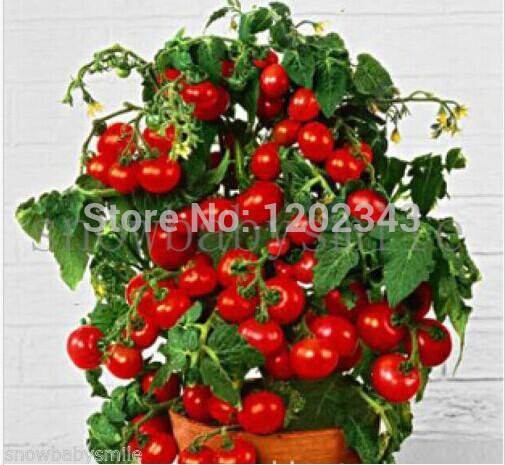 

50+ Bonsai Tomato seeds Mini Cherry Potted Sweet Fruit Vegetable Organic Fresh