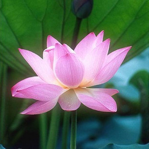 

About 40 seeds Lotus Flower Lotus Seeds Water Garden Plants