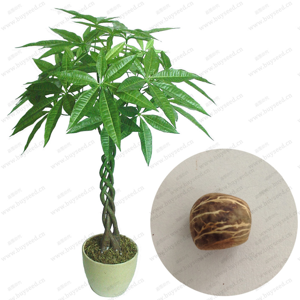 money tree plant online