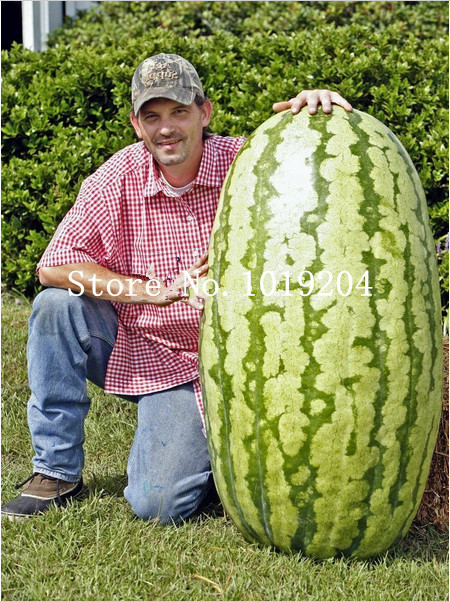 

30 pcs Giant Watermelon Seeds- HUGE 200 lbs,Home gardening, free shipping!