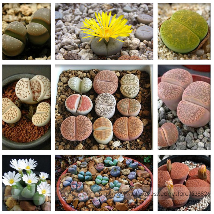 

Pebble Plant Mix Cactus Lithops Succulents Living Stones Seeds, Professional Pack, 100 Seeds / Pack #NF964