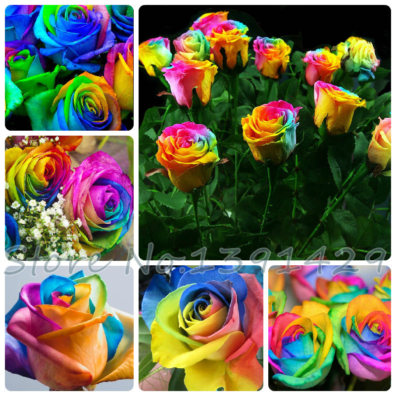 

Free shipping 100 Seeds Rare Holland Rainbow Rose Flower Lover Multi-color Plants Home Garden rare rainbow rose flower seeds