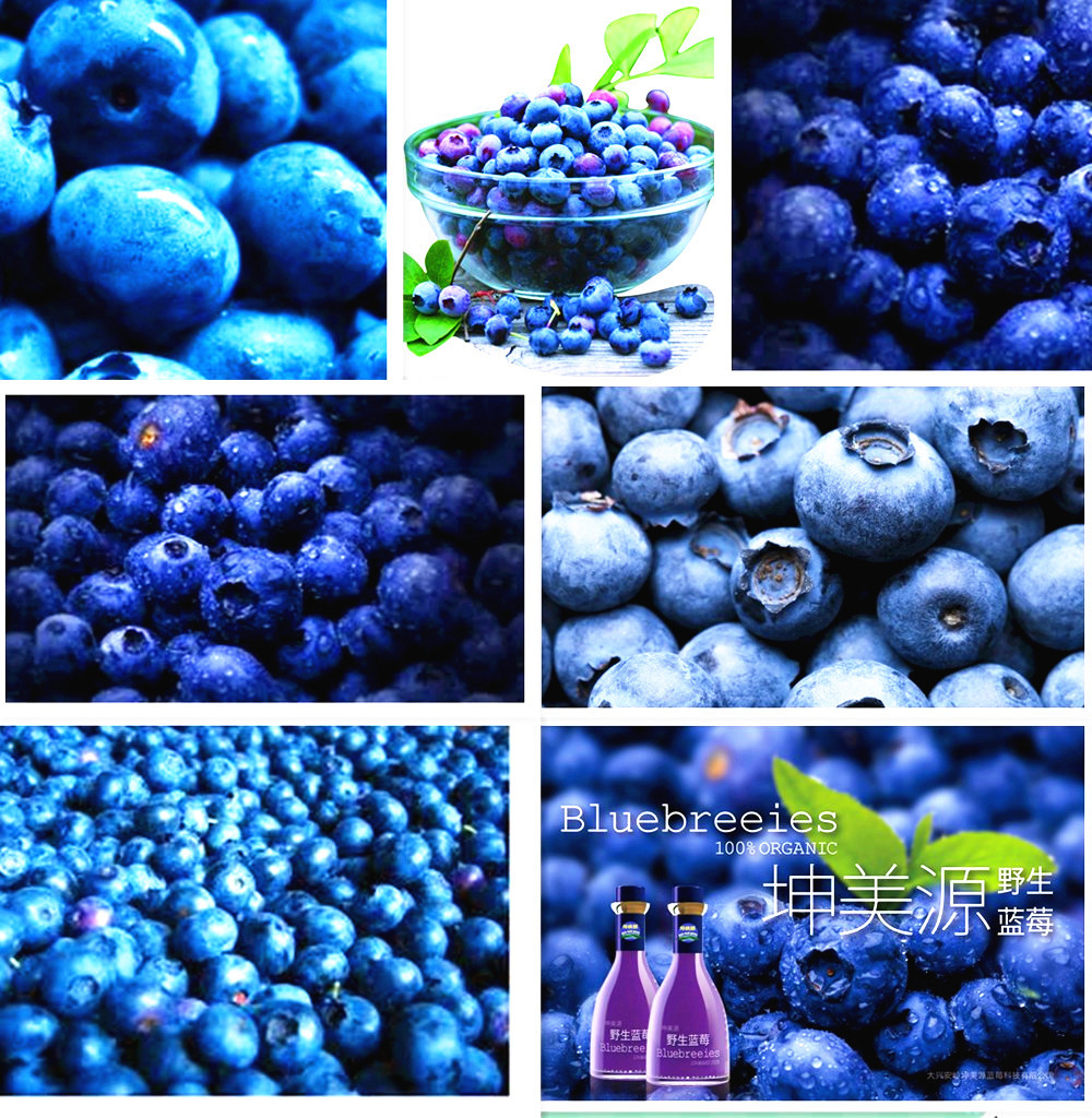 

200 pcs Blueberry seed Fruit seeds Potted blueberry seed Free shipping