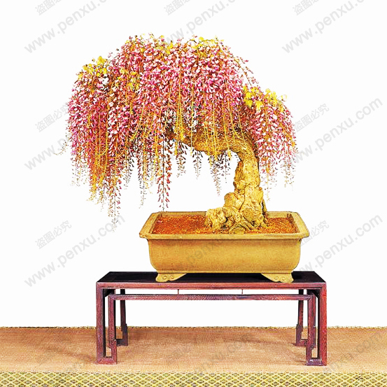 

10PC rare gold mini bonsai wisteria tree seeds Indoor ornamental plants planting wisteria seeds
