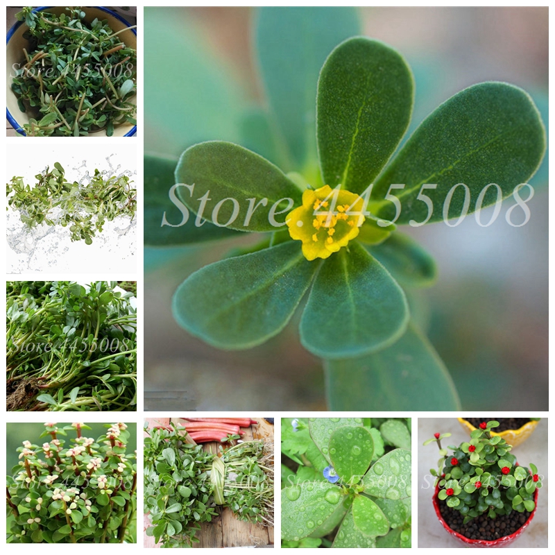 

Bonsai Mixed Mexican Portulaca Plant Outdoor Moss-Rose Flower Vegetable Herb Planta for Home Garden Decor 1000 pcs/ pack Seeds Hot Sale