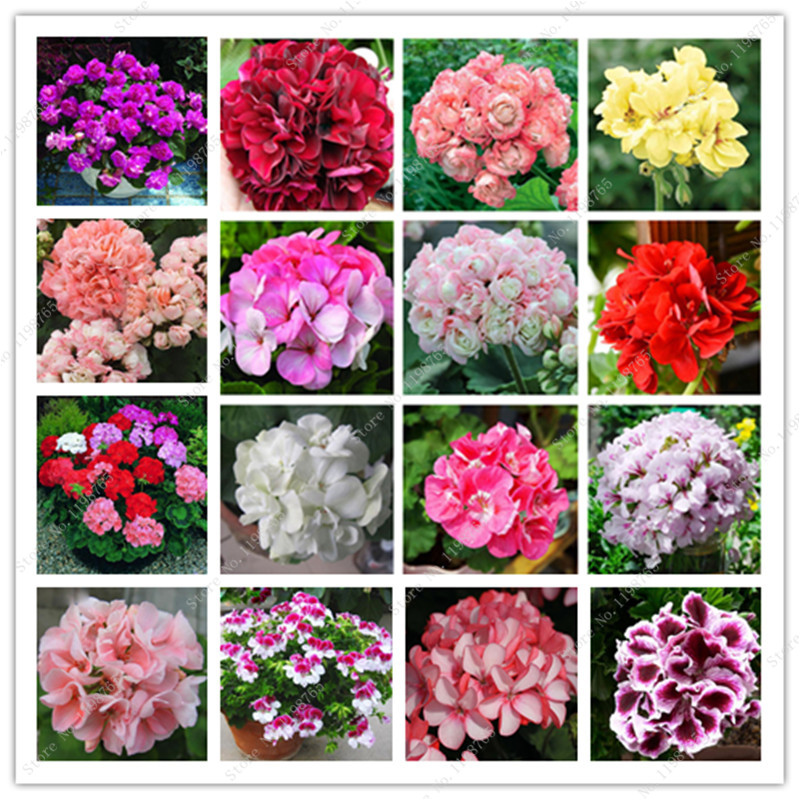 

Best-Selling ! 20 Pcs Geranium Bonsai, Appleblossom Perennial Flower,Mixed Pelargonium Peltatum Indoor Rooms For Garden
