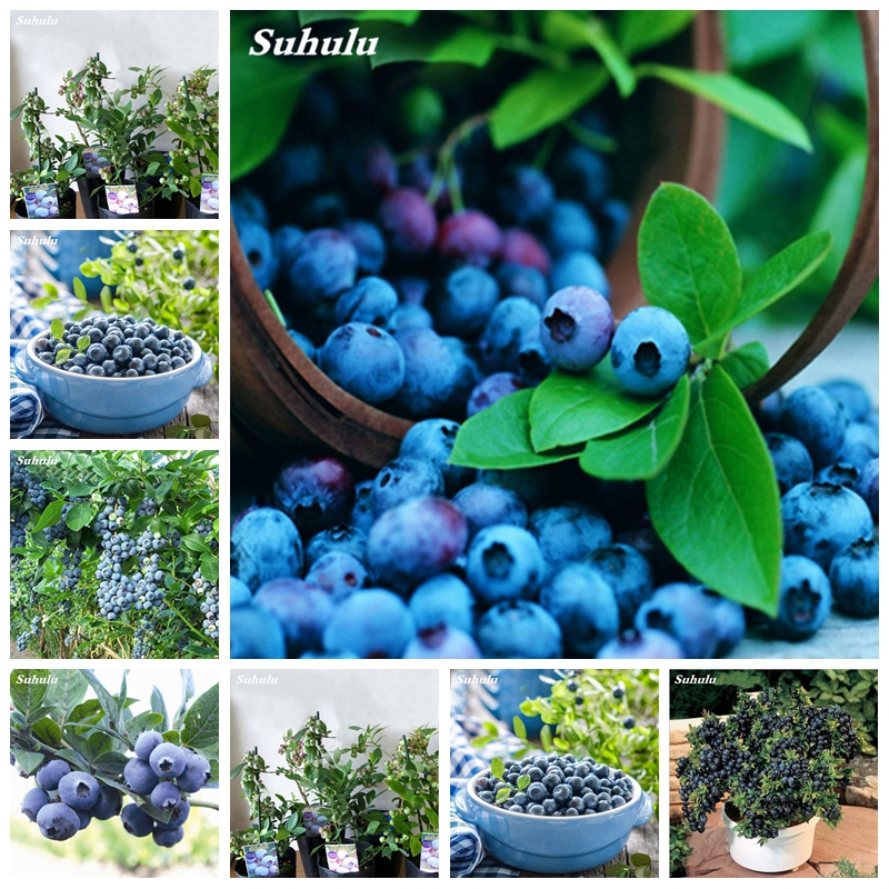 

400 pcs/ bag Seeds Dwarf Blueberry Bonsai Edible Organic Heirloom Fruit Outdoor Tree Potted Planting For Spring Home Farm Supplies