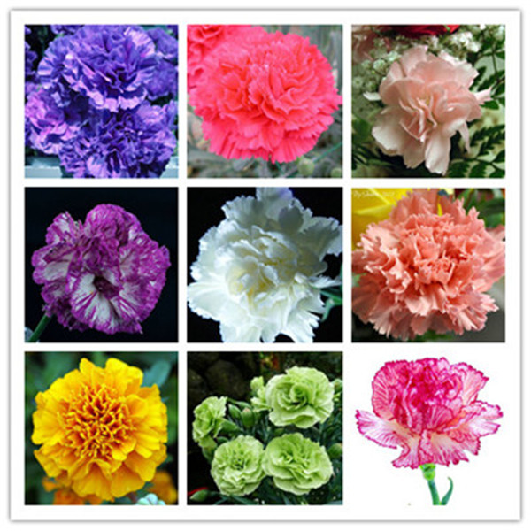 

500pcs Carnation Flower Seeds for Patio Lawn Garden Supplies Bonsai Plants Purify The Air Absorb Harmful Gases The Budding Rate 95% Decorative Landscaping Fresh