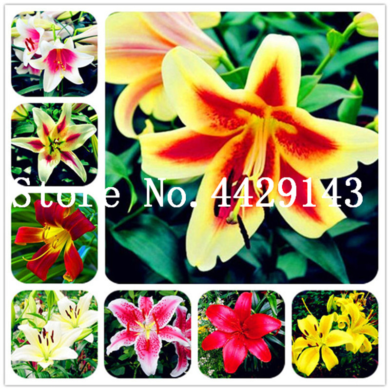 

200 pcs Seeds Mixed color Lily Flower cheap perfume lily Bonsai mixing different varieties Flower Potted plant for home garden