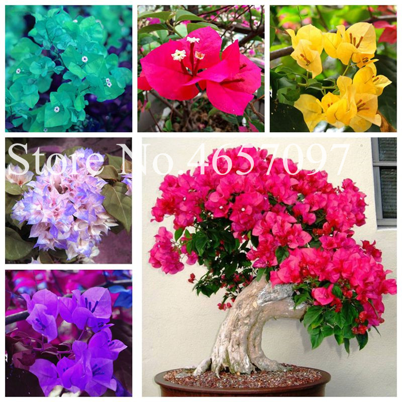 

Hot Sale 500 Pcs Unique Bougainvillea seeds Spectabilis plant Perennial Bonsai Plants Bougainvillea Flower flores, Easy to Grow