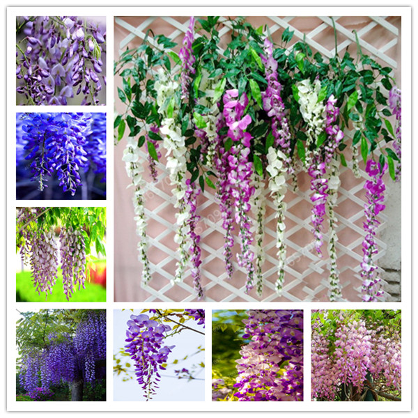 

60 Pcs Bonsai Climbing Wisteria Flower plant seeds Outdoor Courtyard Garden Flowers Japanese Wisteria Fresh Viable Amazing Climber