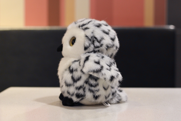 real stuffed owl
