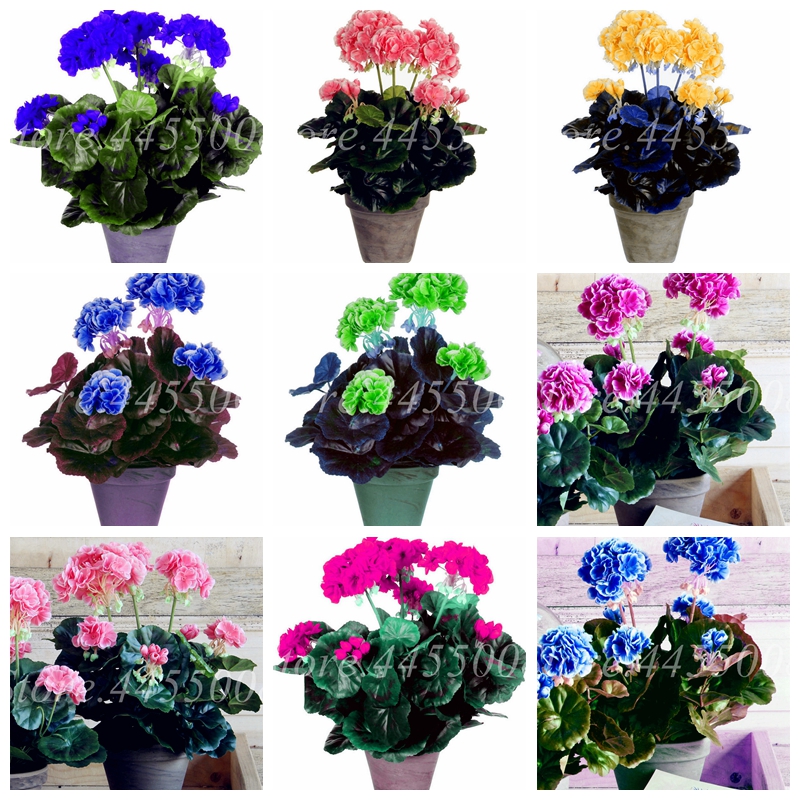 

500 Pcs/ bag Seeds Colorful Bonsai Geranium Flower Rare Pelargonium Variegated Potted Indoor Rooms Home Garden Flore For Pot Planters