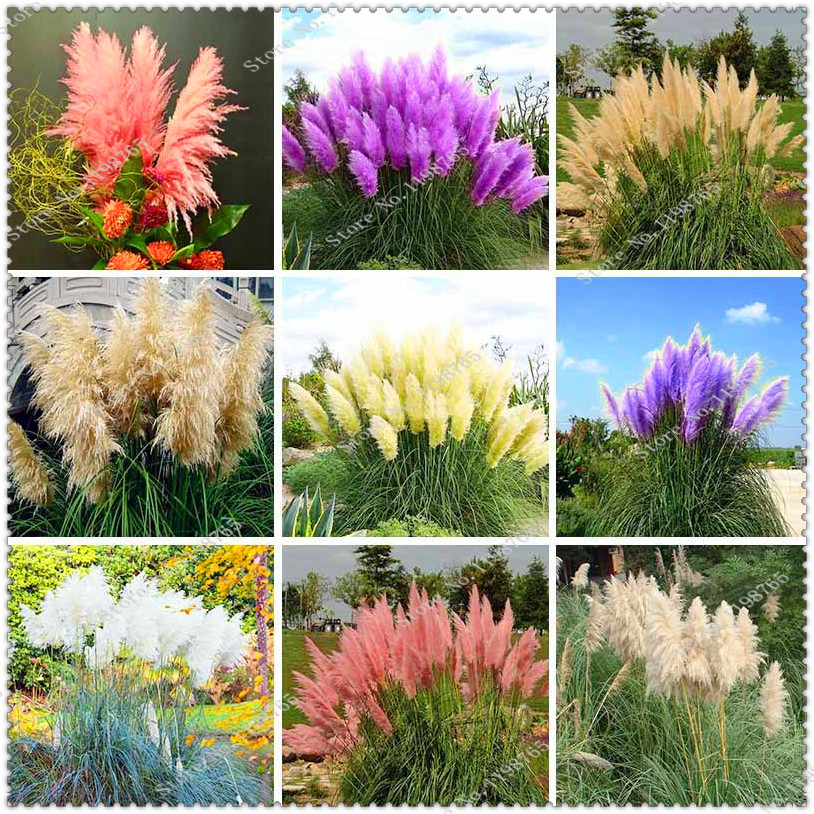 

500 pcs / bag Imported Pampas Grass Seeds Outdoor Ornamental Plant Flowers Bonsai Cortaderia Selloana Grass for Home Garden Easy to Grow