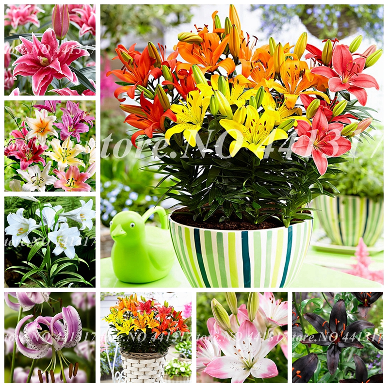 

Exotic 200 Pcs Seeds Lily Flower Bonsai Lilium Flore Faint Scent Outdoor Potted Plant For Home Garden Flower Pot Planter Easy to Grow