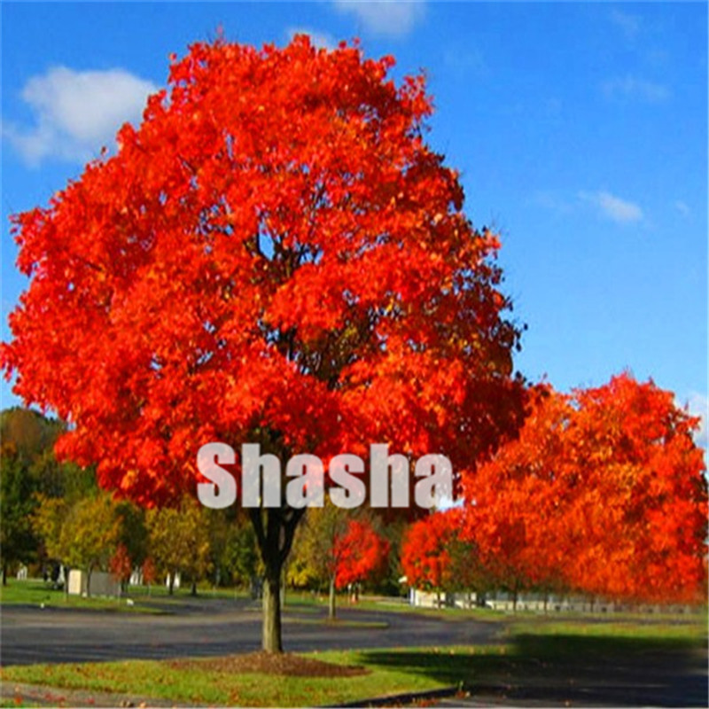 

Bonsai Hot Selling 30 Pcs/Pack Japanese Red Oak Tree seeds Quercus Alba Acorns For DIY Home Garden Perennial Grove Fast Growing