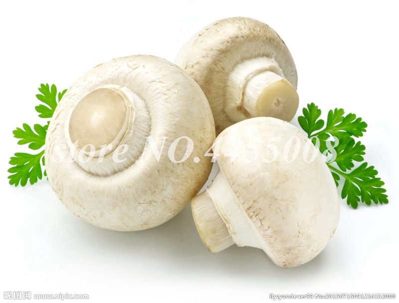 

100 Pcs seeds Mushrooms Bonsai Delicious Vegetable Rare Pleurotus Mushroom Easy Grow Diy Home Garden Funny Succulent Happy Farm Plants