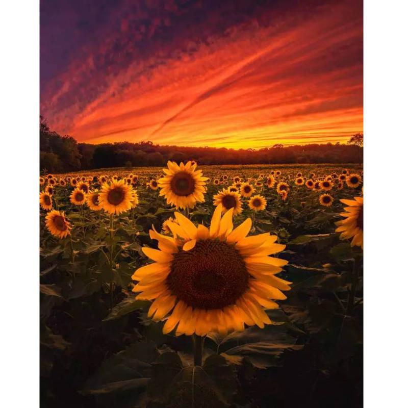 

Full Square/Round Drill 5D DIY Diamond Painting Sunset sunflowers diamond Embroidery Cross Stitch Rhinestones 5D Home Decor