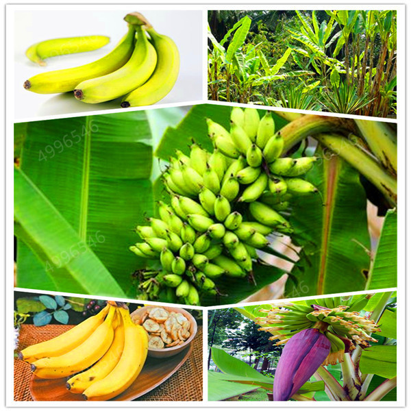 

100 Pcs Very Rare Mini Banana Bonsai Outdoor Perennial Interesting Plants Milk Taste Delicious Fruit Bonsai For Home & Garden