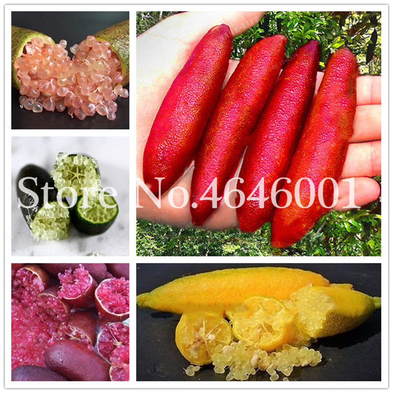 

Garden Supplies 100 Pcs seeds Tropical Fruit Bonsai Finger Limes Citrus Pomegranate Bonsai For Home Garden Balcony Rare Plants Bonsai Fruit Tree