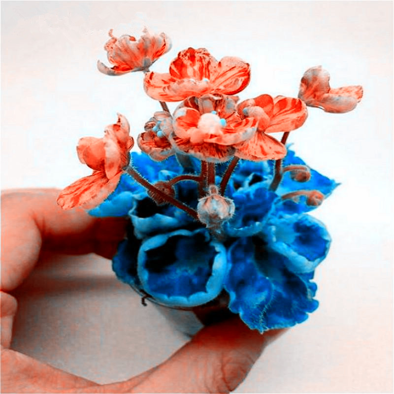 

100 pcs/bag gloxinia seeds, sinningia gloxinia plant, bonsai flower seeds, balcony potted plant for home garden