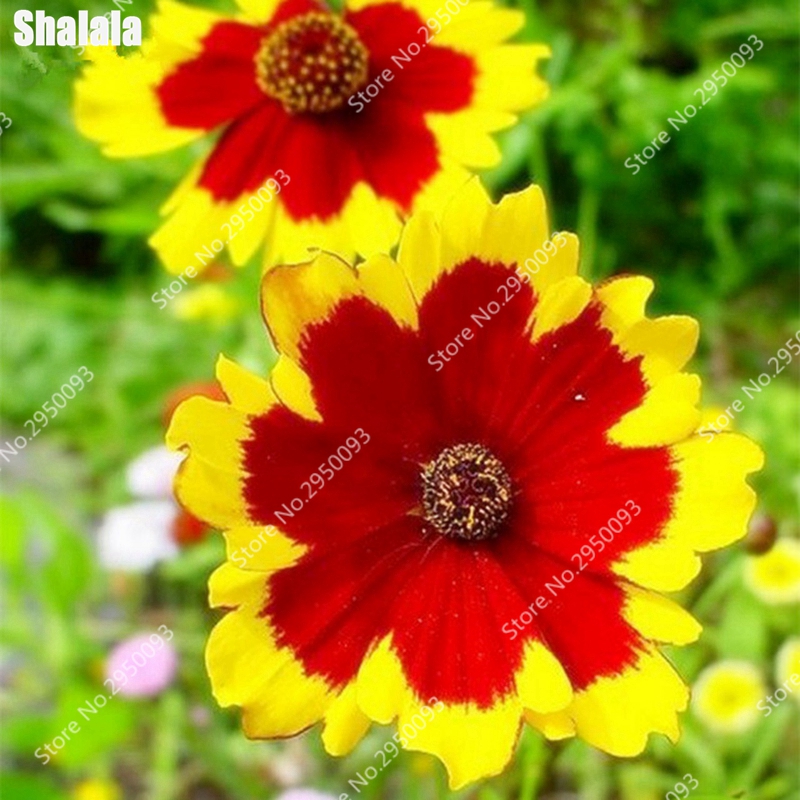 

100 pcs Bonsai Flower Coreopsis seeds Purify The Air Absorb Harmful Gases The Germination Rate 95% Decorative Landscaping Natural Growth Variety of Colors