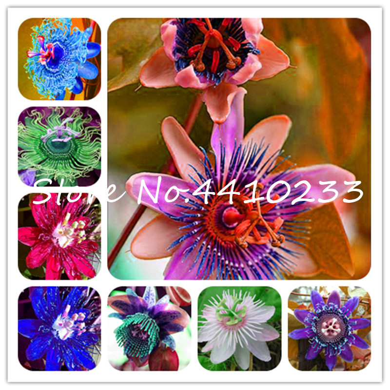 

20 Pcs Bonsai Passion Flower ,Passiflora Incarnata Certified Pure Live ,Tropical Flower True Native Potted Plant For Home Garden seeds