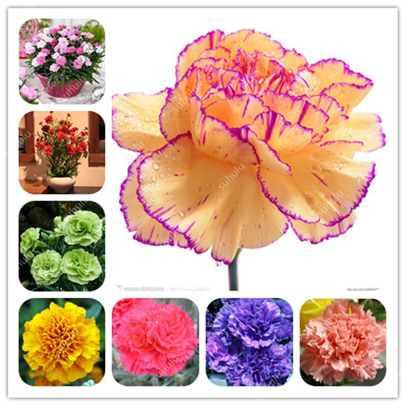 

200 Pcs Seeds Hot Selling Carnation Plant Perennial Flowers Bonsai Potted Garden Dianthus Caryophyllus Flower Planting Easy To Grow