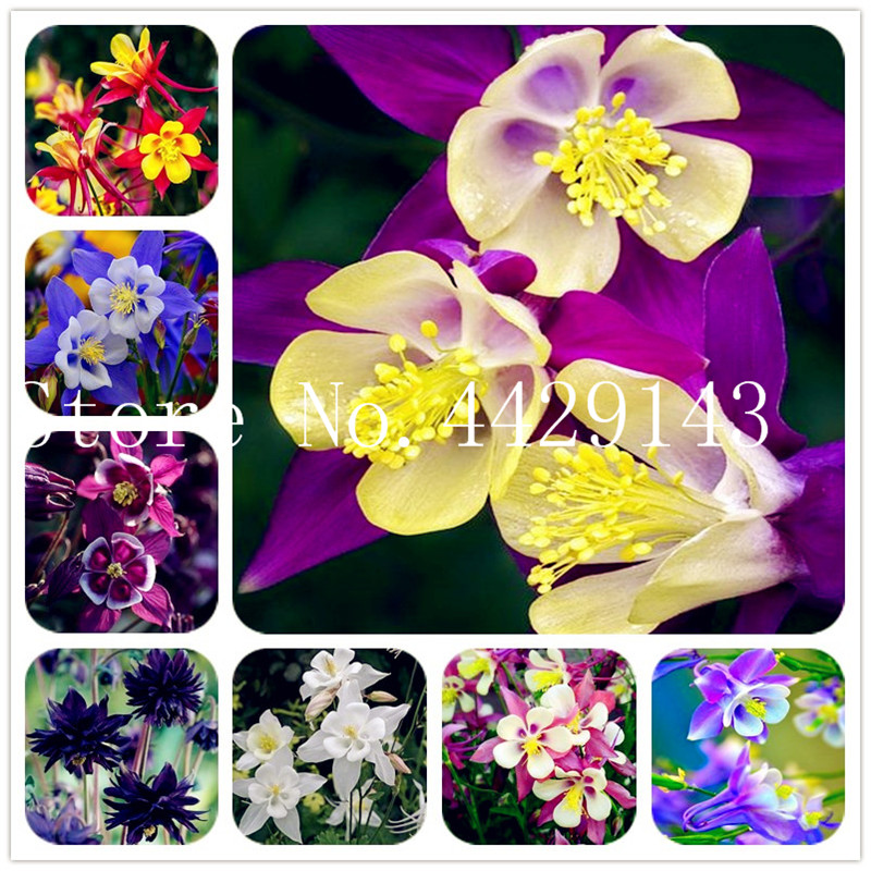 

European Columbine Bonsai- Aquilegia Vulgaris Rare Bonsai Flower Plant for Home Garden Potted Plants 100 Pcs Seeds