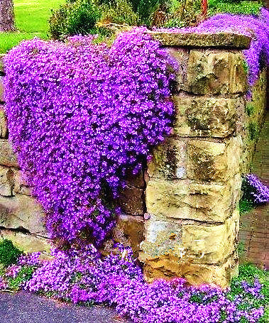 

100 Pcs Colorful ROCK CRESS Seeds or Creeping Thyme Seeds - Perennial Ground Cover Flower, Foliage Plant for Home Garden Decor