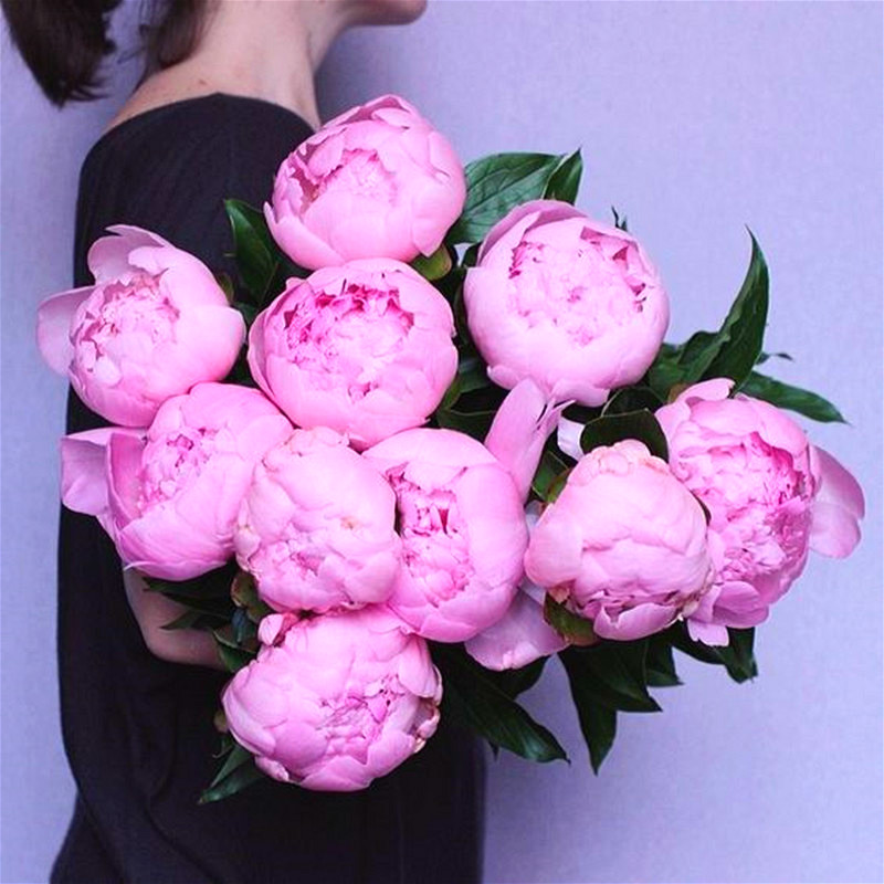 

50 pcs/package Bonsai plant seeds Rare Chinese Peony Planting Rare Flowers Terrace Courtyard Home Garden Paeonia suffruticosa flower plant