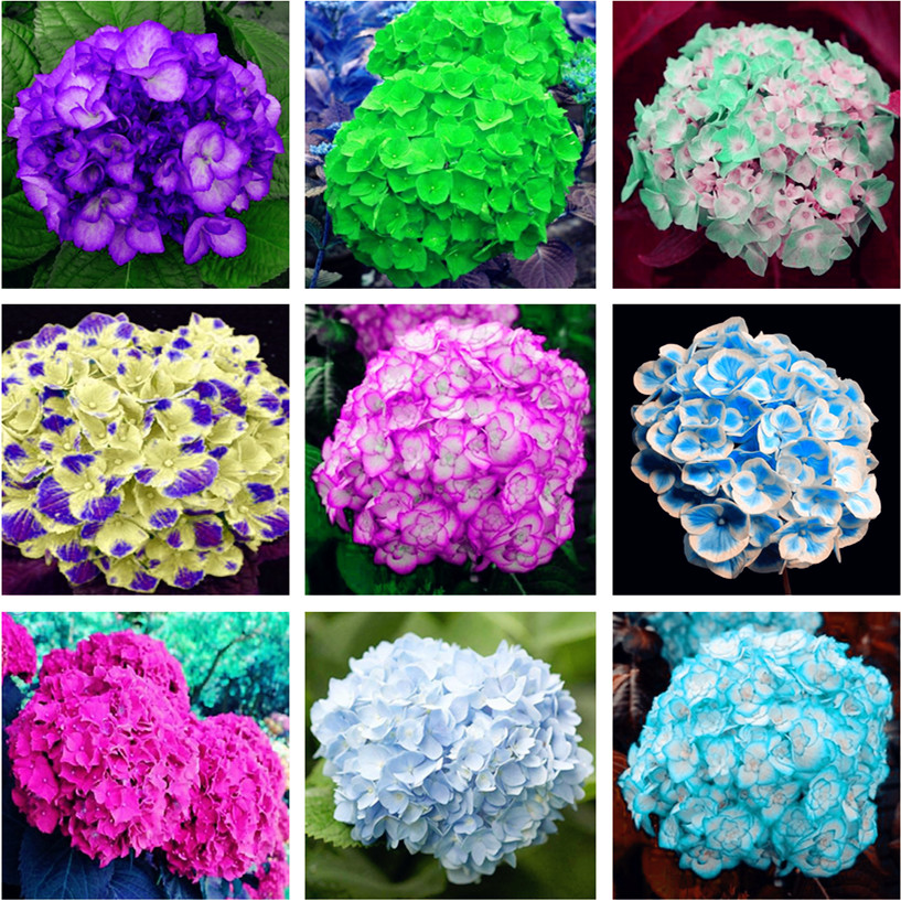 

120 pcs/bag hydrangea bonsai flower seed, Garden plants hydrangea balcony potted flower seeds budding rate 97% various colors are available
