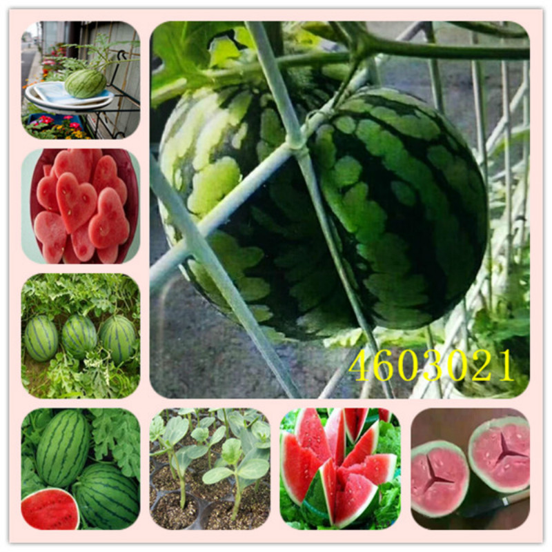 

20 Pcs Chinese Square circular The oval Watermelon Bonsai