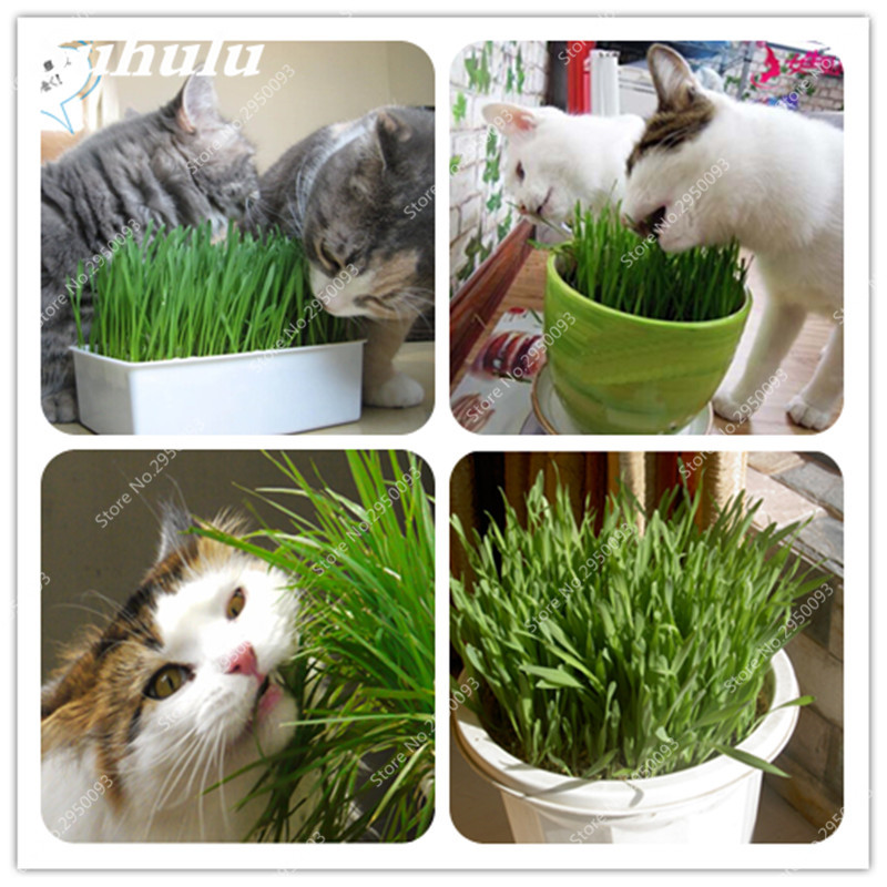 

300 pcs/ bag Organic Wheat Grass Seeds Plant flowerOutdoor Bonsai Potted Cat Grass Edible Natural not Pollution Garden Decor -Free Cat Grass