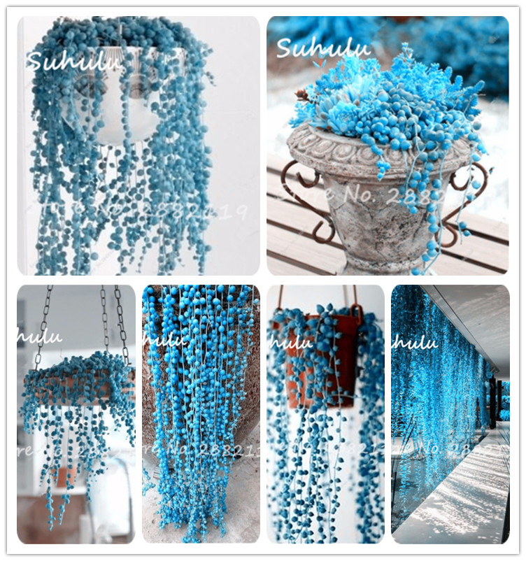 

500 Pcs Climbing Blue Pearl Chlorophytum Bonsai seeds Indoor Grass Pot Succulent Plants Anti Radiation Particles Office Desktop Flower