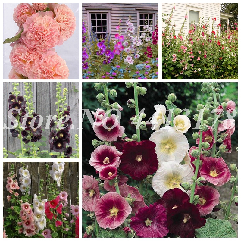 

Big Sale! 500 Pcs New Double Hollyhock Flower bonsai plant seeds Mixed Perennial Garden Rare Bonsai Althaea Rosea Flower Plant Easy to Grow