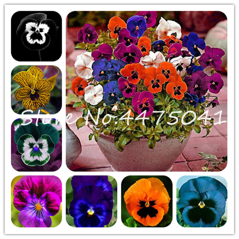 

200 Pcs Rare Pansy Bonsai plant seeds Mixed Colors Wavy Viola Tricolor Flower Bonsai Bright Beautiful Folwer Mini Bonsai For Home Garden