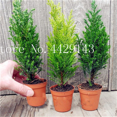 

Hot 50 PCS ITALIAN CYPRESS (Cupressus Sempervirens )Tree Bonsai plant seeds,Popular Hardy Bonsai for Home Garden Planting
