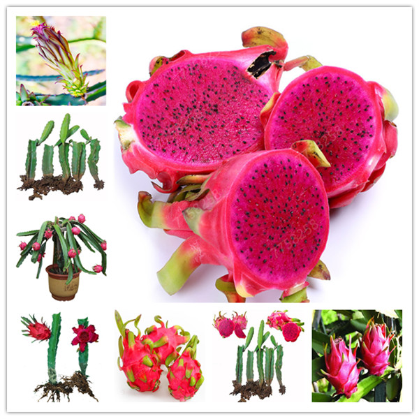 

200 pcs / bag Seeds Pitaya Bonsai Dragon Pitaya Fruit Garden Potted Tree Fruit-Tree-Plant Delicious Juicy Tropical Fruit Food Pot