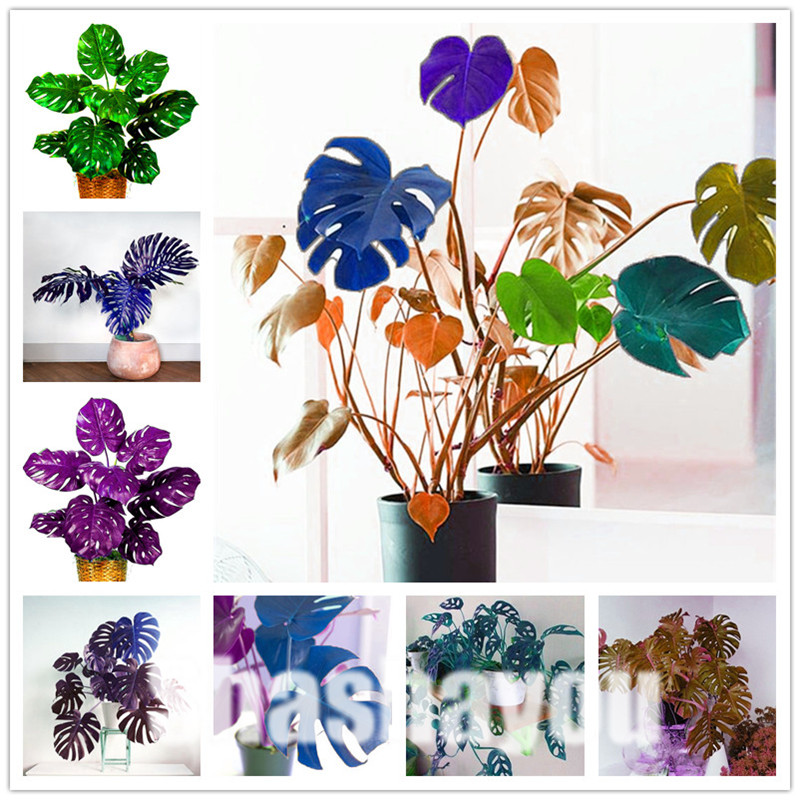 

200 Pcs 2020 Seeds Rare Palm Turtle Leaves Monstera Potted Plant plants Tree plants Bonsai Mixed Home Perennial Foliage Plants flores