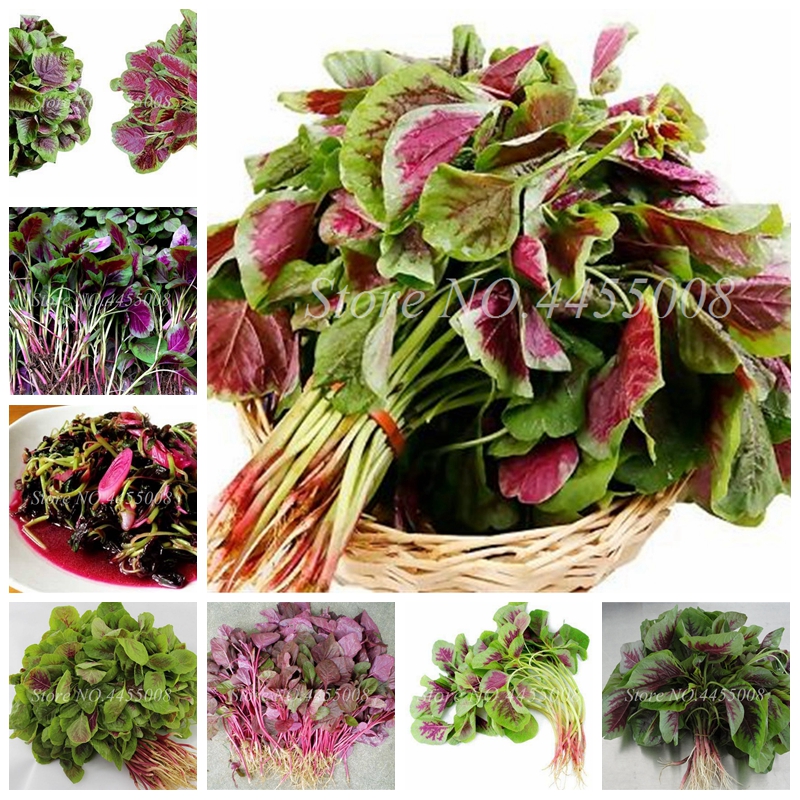 

Rare Amaranthus Tricolor Herb Bonsai Tasty Fragrant Non-GMO Vegetables Bonsai Plant High Germination Rate 200 Pcs / Bag Seeds Potted