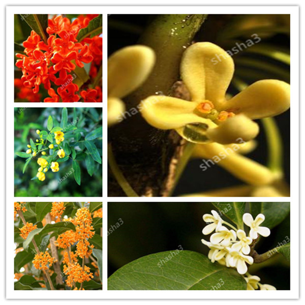 

Osmanthus Fragrans bonsai 20pcs, Fragrant Olive Sweet Osmanthus Tree plant, Cultivated As An Ornamental Plant Sweet Olive plant