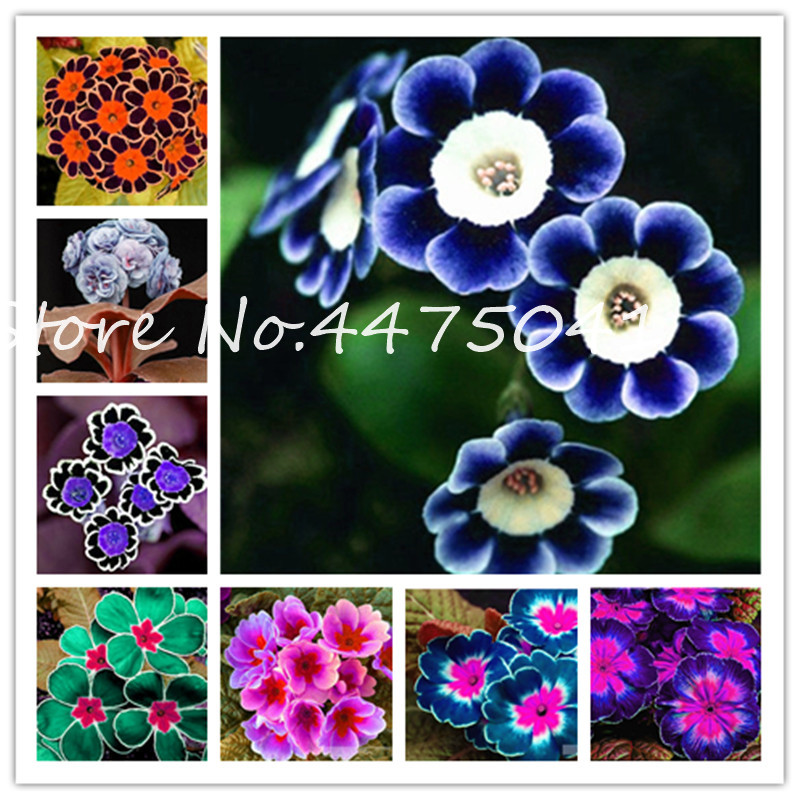 

200 Pcs Colorful Europe Evening Primrose Bonsai plant seeds,Primula Malacoides Mix Colors Flowers For Home Garden Plants Best Gift For Wife